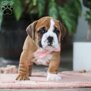 Lucy, Beabull Puppy